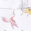 Hummingbirds